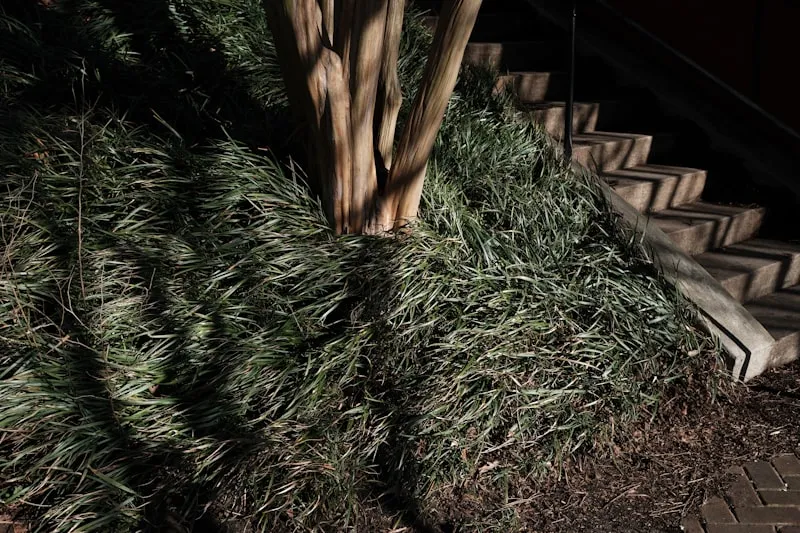 Garden concrete steps surrounded by plants and greenery